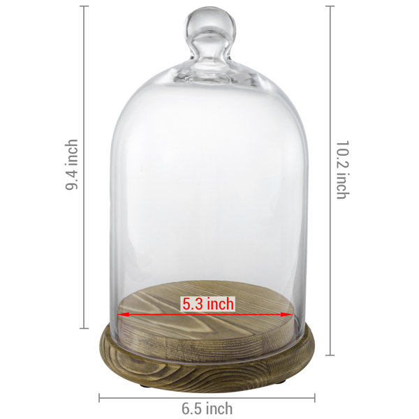 Winston Porter Emeth Glass Dome Bell Jar Display Case Wayfair